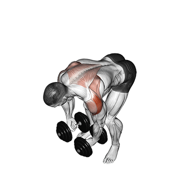 Schultermuskel trainieren: GIF von der Übung Vorgebeugtes Seitheben mit Kurzhanteln stehend.