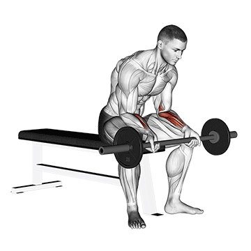 Training Unterarme: GIF von der Übung Unterarm Curls Langhantel Untergriff.