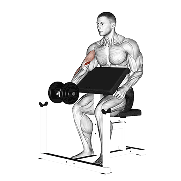 Muskelaufbau Bizeps: GIF von der Übung Scottcurls mit Kurzhantel.