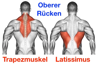 Obere Rückenmuskulatur: Foto von den Muskeln Trapezmuskel und Latissimus.