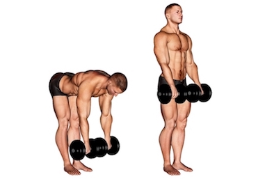 Oberkörper Muskeln: Foto von der Übung Kurzhantel Kreuzheben gestreckt.
