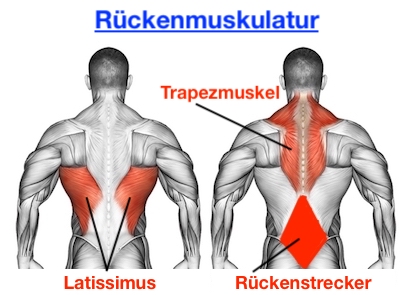 Foto von der Rückenmuskulatur namens Latissimus, Trapezmuskel und Rückenstrecker.