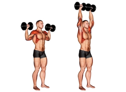 Definierte Muskeln: Foto von der Übung Schulterpresse.