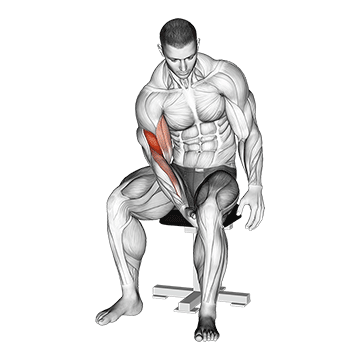 Muskelaufbau ohne Geräte möglich? GIF von der Übung Bizeps Eigengewichtsübung.