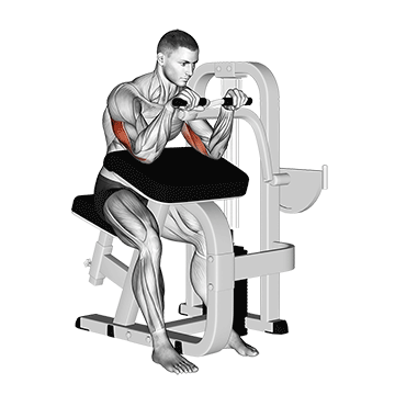 Oberarm Muskelaufbau: GIF von der Übung Trizeps Curls Maschine.
