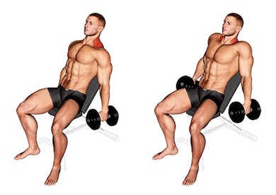 Die besten Nackenübungen für zuhause: Foto von der Übung Kurzhantel Shrugs hinten sitzend.