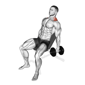 Nacken Übungen Muskelaufbau: GIF von der Übung Nackenziehen Kurzhantel hinten sitzend.
