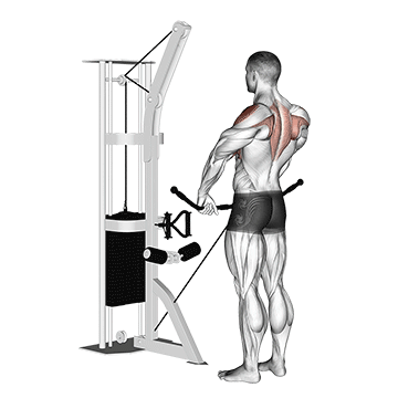 Schulter Nacken Übungen Muskelaufbau: GIF von der Übung Aufrechtes Rudern am Kabelzug.