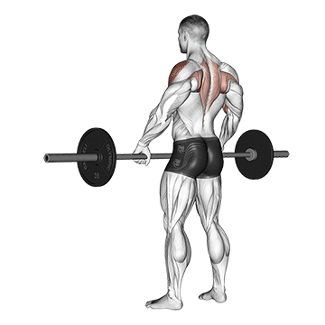 Schulter Nacken Übungen Muskelaufbau: GIF von der Übung Aufrechtes Rudern mit Langhantel.