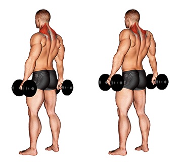 Stiernacken Muskel: Foto von der Übung Nackenheben mit Kurzhanteln.
