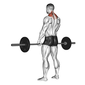 Stiernacken Muskel: GIF von der Übung Nackenheben mit Langhantel.