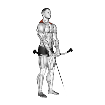 Stiernacken Übungen: GIF von der Übung Schulterheben am Kabelzug.