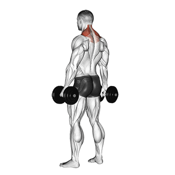 Stiernacken Übungen: GIF von der Übung Schulterheben mit Kurzhanteln.