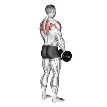 Trapezmuskel trainieren: GIF von der Übung Rudern aufrecht mit Kurzhanteln.