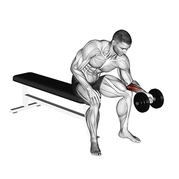 Unterarm trainieren ohne Geräte: GIF von der Übung Unterarm Curls Kurzhantel Untergriff.