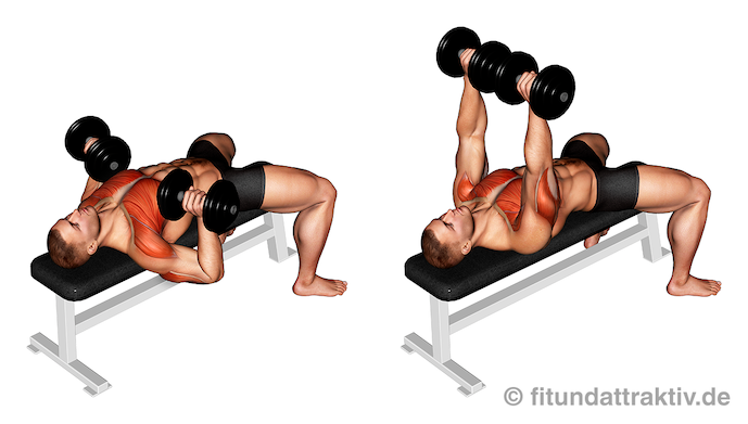Bild von der Übung Brustpresse zuhause mit Kurzhanteln.
