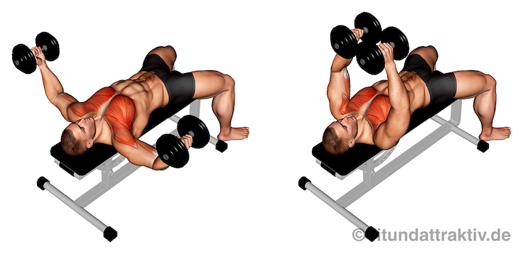 Brustübungen Anfänger: Bild von der Übung Kurzhantel Butterfly.