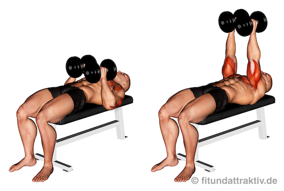 Bild von der Übung flaches Bankdrücken mit Kurzhanteln eng.