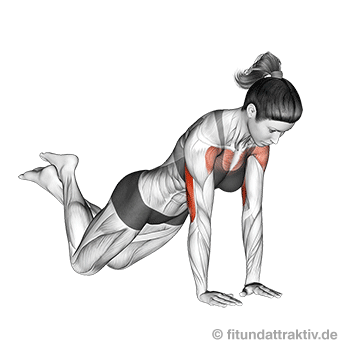 GIF von der Übung Liegestütze Frauen Knie eng.