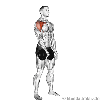 Übungen für die Schulter zuhause: GIF von der Übung Kurzhantel Frontheben einarmig.