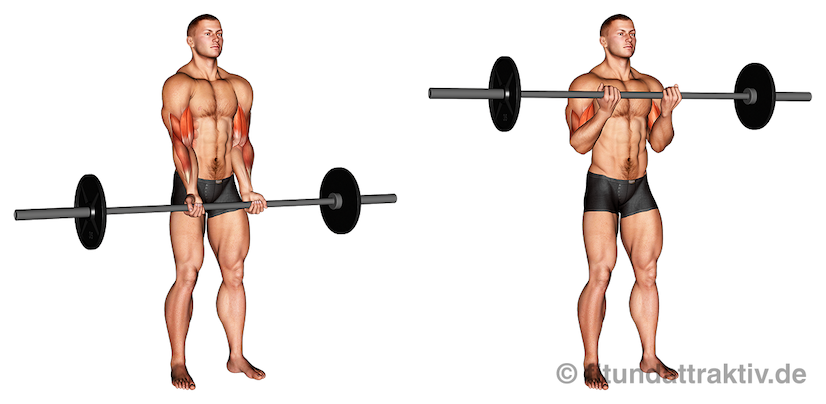 Langhantel Übungen Oberkörper: Bild von der Übung Bizeps Curls mit Langhantel.