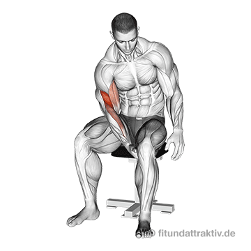 Oberkörper Training Übungen ohne Geräte: GIF von der Übung Bizeps Curls ohne Hilfsmittel.