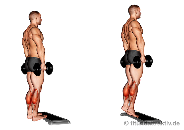 Unterschenkel trainieren Übungen: Bild von der Übung Wadenheben beidbeinig mit Kurzhanteln.