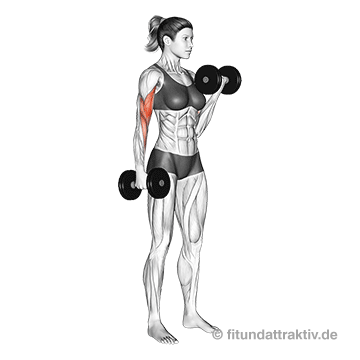 Armmuskeln aufbauen Frauen: GIF von der Übung abwechselnde Bizeps Curls mit Hanteln.