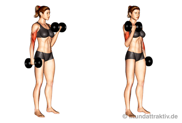 Armmuskeln aufbauen Frauen: Bild von der Übung abwechselnde Bizeps Curls mit Hanteln.