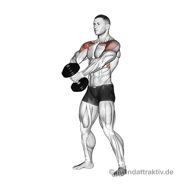 10 beste Übungen für die Schulter: GIF von der Übung Kurzhantel Frontheben beidarmig.