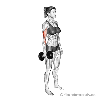 Straffe Oberarme in 2 Wochen: GIF von der Übung Bizeps mit Kurzhantel einarmig.