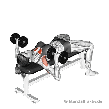 Trainingsplan Grundübungen Frauen: GIF von der Übung Bankdrücken mit Kurzhanteln.