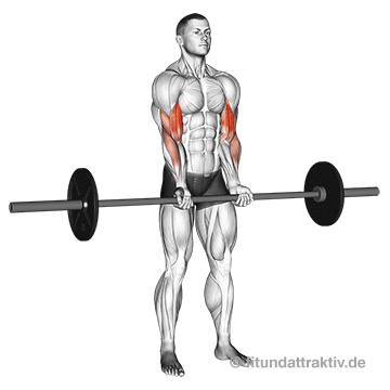 Übungen mit Langhantel zu Hause: GIF von der Übung Bizeps Curls mit Langhantel.