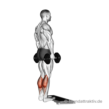 Waden Übungen ohne Geräte: GIF von der Übung Wadenheben beidbeinig mit Kurzhanteln.
