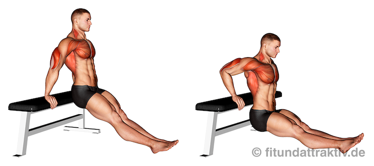 Dips Muskulatur: Bild von der Übung Arnold Dips für Anfänger.