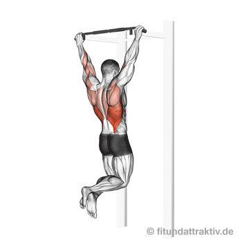 Ganzkörpertraining ohne Geräte PDF: GIF von der Übung breite Klimmzüge.