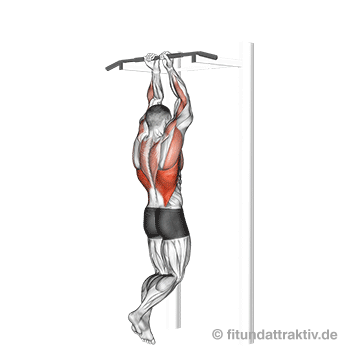 Ganzkörpertraining ohne Geräte PDF: GIF von der Übung enge Klimmzüge.