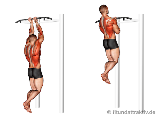 Ganzkörpertraining ohne Geräte PDF: Bild von der Übung enge Klimmzüge.