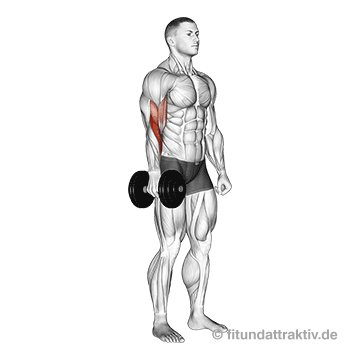 Gute Bizeps Übungen zuhause: GIF von der Übung Hammercurls mit Kurzhantel.