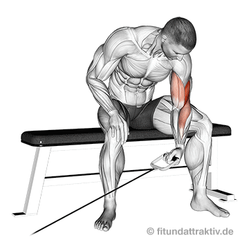Kabelzug Fitness: GIF von der Übung Bizeps Konzentrationscurls am Kabelzug.