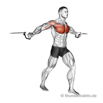 Kabelzug Trainingsplan: GIF von der Brust Übung Butterfly am Kabelzug.