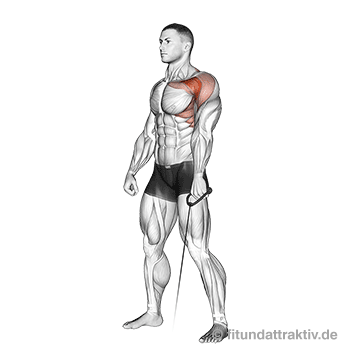 Kabelzug Trainingsplan: GIF von der Schulter Übung Frontheben am Kabelzug einarmig.