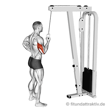 Kabelzug Trainingsplan: GIF von der Trizeps Übung Trizepsdrücken am Kabelzug einarmig.