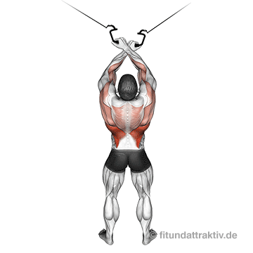 GIF von der Übung Kabelzug überkreuz Latziehen.