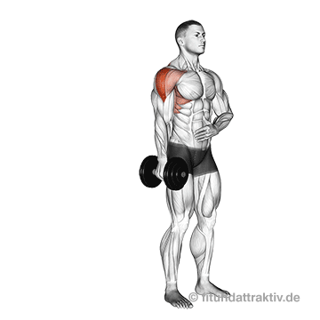 Oberkörper isoliert trainieren: GIF von der Übung Seitheben einarmig mit Kurzhantel.