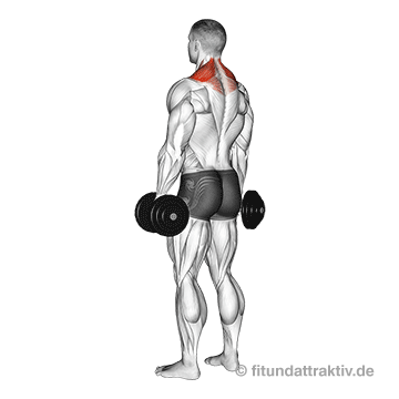 GIF von der Schulterheben Übung mit Kurzhanteln stehend.