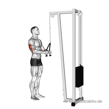 Seilzug Oberkörper: GIF von der Übung Trizepsdrücken am Seilzug.