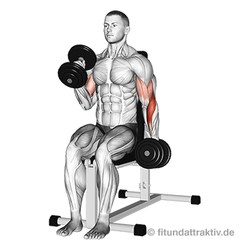 Unterarme trainieren Kurzhantel: GIF von der Übung Hammercurls sitzend abwechselnd.
