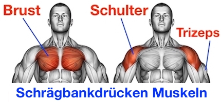 Anatomische Darstellung der Muskeln beim Schrägbankdrücken mit oberer Brust, vorderer Schulter und Trizeps für Männer ab 40.