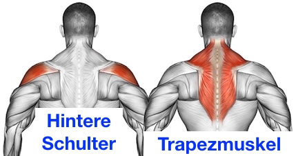 Hintere Schulter isolieren: Anatomie-Grafik zeigt die gezielte Aktivierung von hinterem Schultermuskel und Trapezmuskel für ein gelenkschonendes Training.